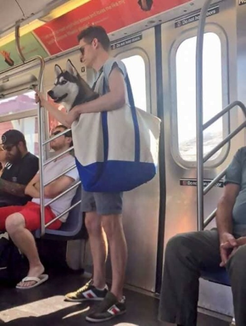 Cachorro passeando com um humano em uma bolsa