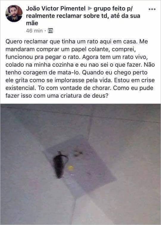 Achei um rato na minha casa, o que devo fazer agora?